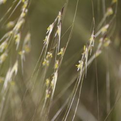 Stipellula parviflora