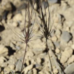 Taeniatherum caput medusae