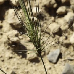 Taeniatherum caput medusae