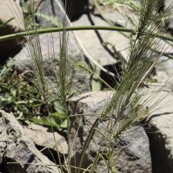 Taeniatherum caput medusae