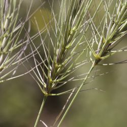 Taeniatherum caput medusae
