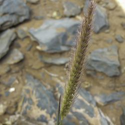 Tetrapogon villosus