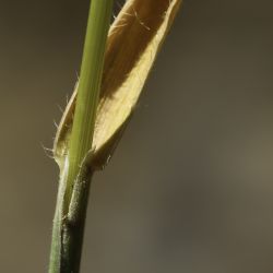 Trachynia platystachya