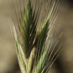 Trachynia platystachya