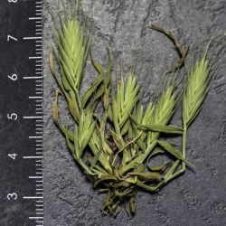Trachynia platystachya