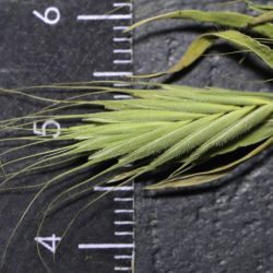 Trachynia platystachya
