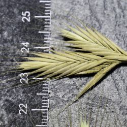 Trachynia platystachya