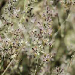 Tricholaena teneriffae