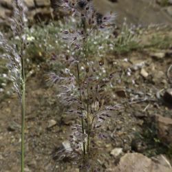 Tricholaena teneriffae