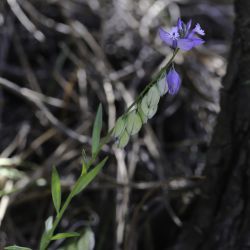 Polygala baetica