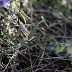 Polygala baetica