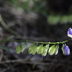 Polygala baetica