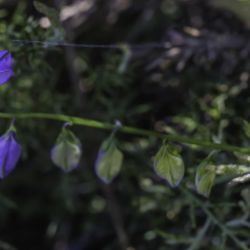 Polygala baetica