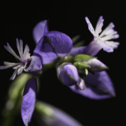 Polygala baetica