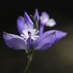 Polygala baetica