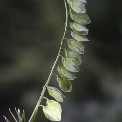 Polygala baetica