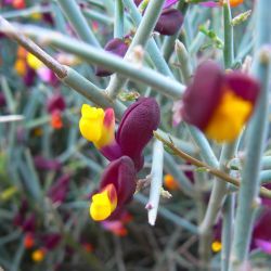 Polygala balansae