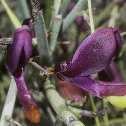 Polygala balansae