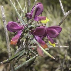 Polygala balansae