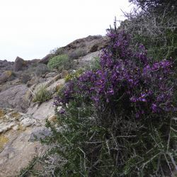 Polygala balansae