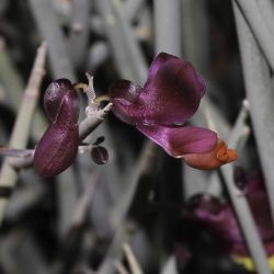 Polygala balansae