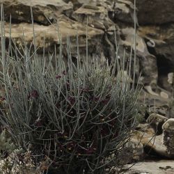 Polygala balansae