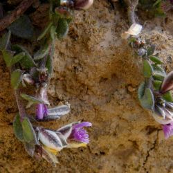 Polygala rupestris