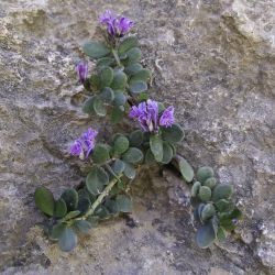 Polygala rupestris