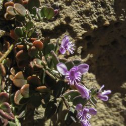 Polygala rupestris