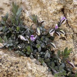 Polygala rupestris