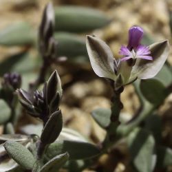 Polygala rupestris