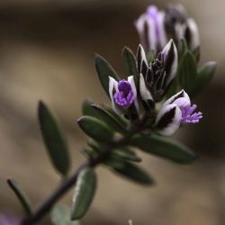 Polygala rupestris