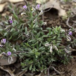 Polygala rupestris