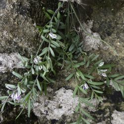 Polygala rupestris