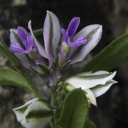 Polygala rupestris