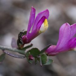 Polygala webbiana
