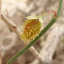 Calligonum polygonoides subsp. comosum