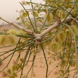 Polygonaceae