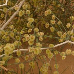 Calligonum polygonoides subsp. comosum