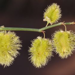 Calligonum polygonoides subsp. comosum