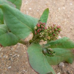 Polygonaceae