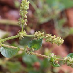 Emex spinosa