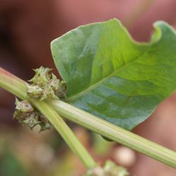 Emex spinosa