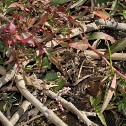 Persicaria decipiens