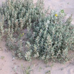 Polygonum maritimum