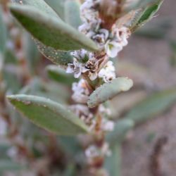 Polygonum maritimum