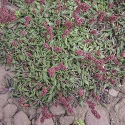 Rumex atlanticus