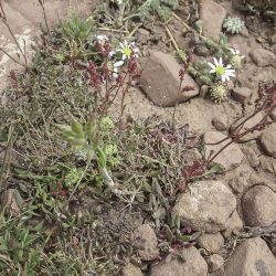 Rumex atlanticus