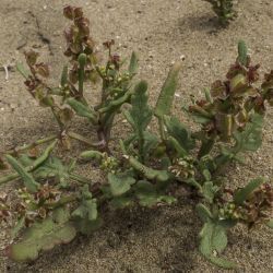 Rumex bipinnatus