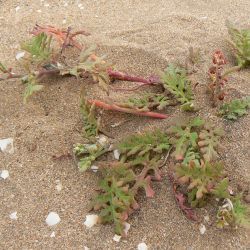 Rumex bipinnatus